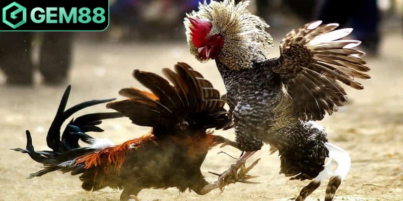 Nghiên cứu kỹ từng chiến kê và phân tích phong cách thi đấu chuẩn